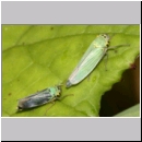 Cicadella viridis - Zwergzikade 10.jpg